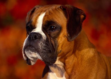 Georgi Boxer Dog Pictures